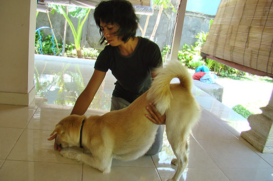 Komang