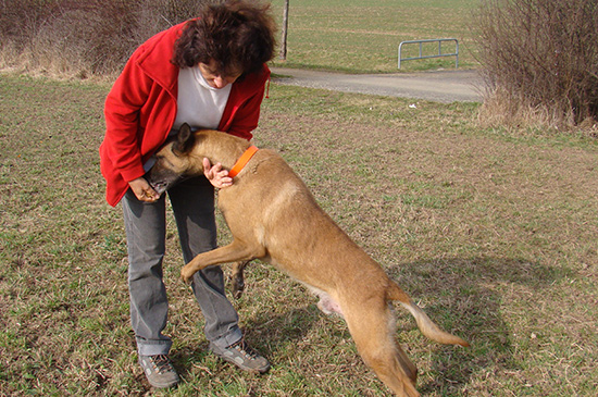 bioenergetik hund