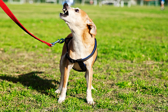 hund leinenaggression