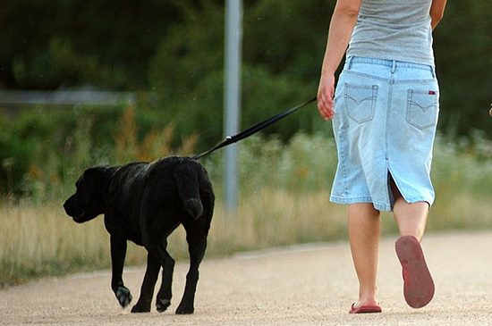 hund zieht
