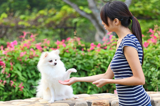 Hunde-Basistraining hunde basis training