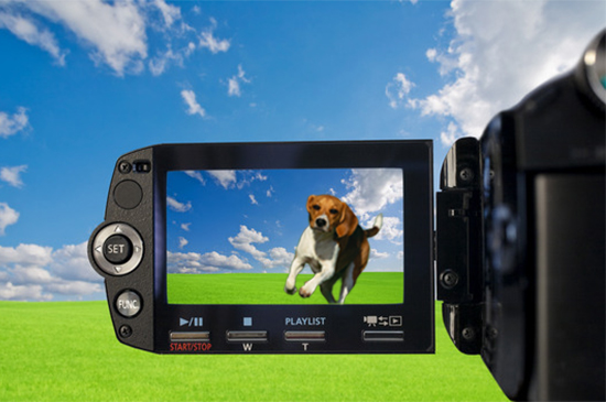 online hundetraining live online hundetraining live