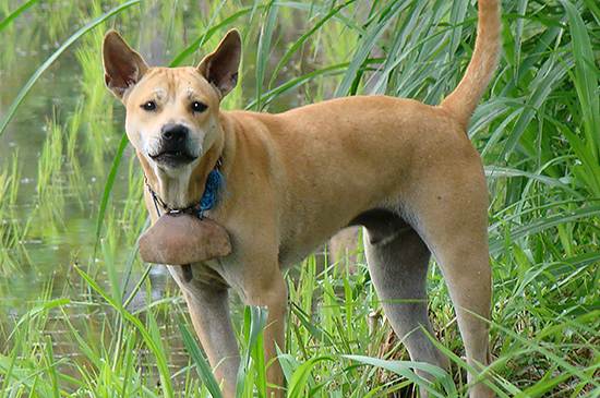strassenhund strassenhund Bali
