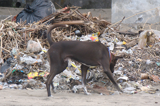strassenhund in Bali strassenhunde5