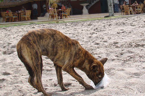 Strassenhund Verhalten Strassenhunde Verhalten