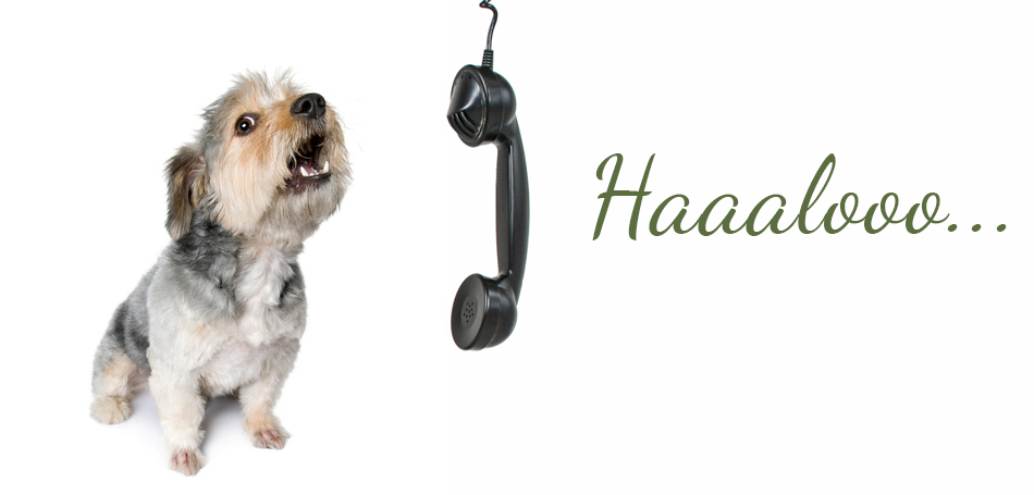 info-beratung hund